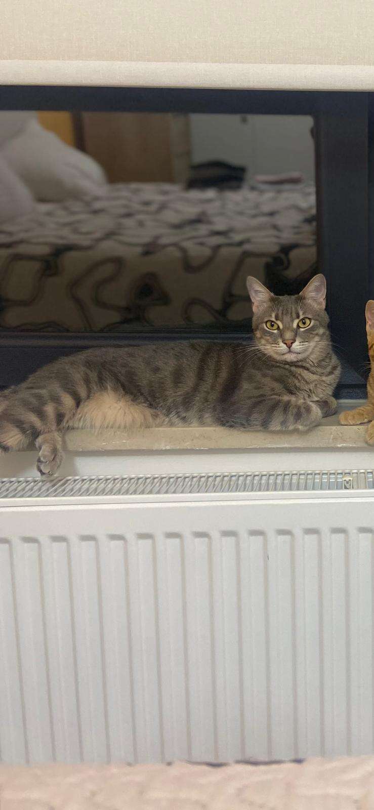 Menteşe’de Kayıp Kedi İçin 20 Bin TL Ödül Verilecek 6